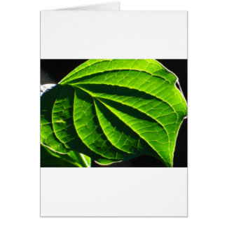 feuille verte cool