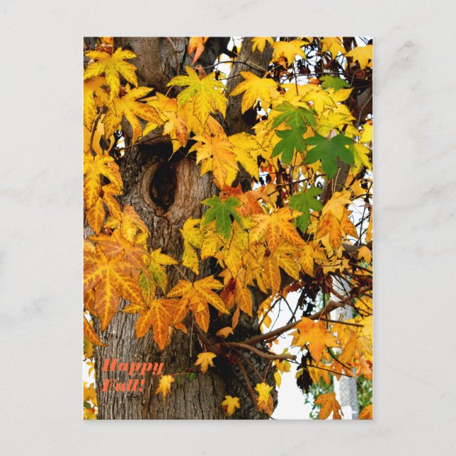 Feuilles automnales et carte postale arborescente (Devant)