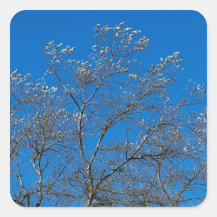Feuilles d'argent d'un Stickers de peuplier blanc