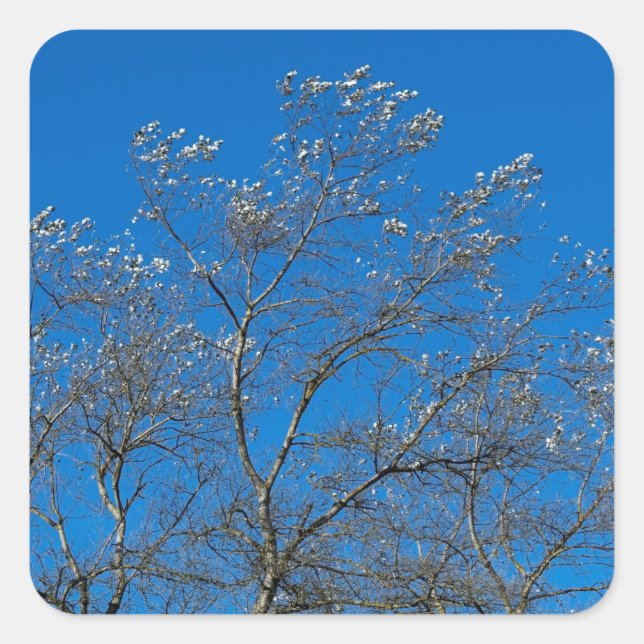 Feuilles d'argent d'un Stickers de peuplier blanc (Devant)