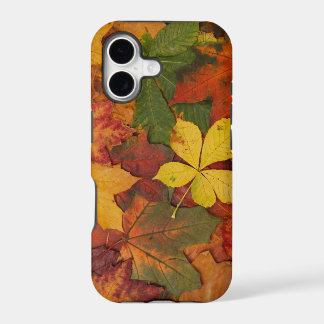 Feuilles d'automne