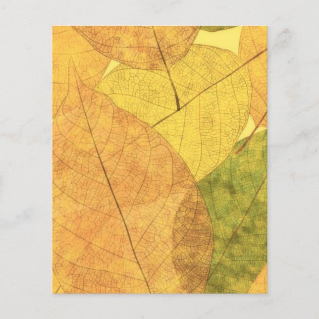 Feuilles d'automne (Devant)