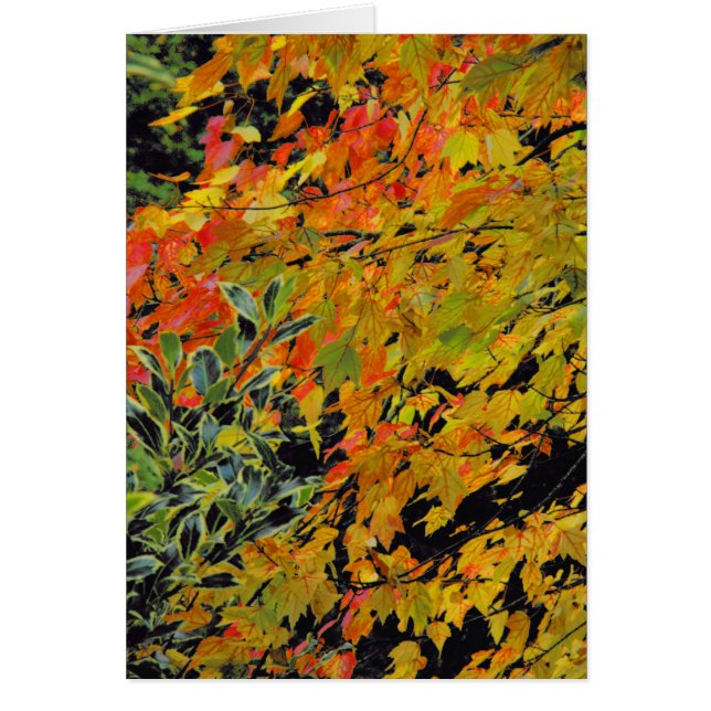 Feuilles d'automne (Devant)