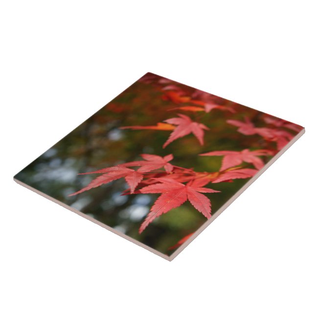 Feuilles d'automne Carreaux céramiques (Côté)