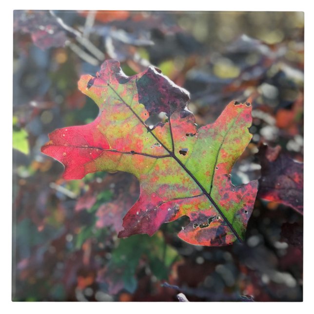 Feuilles d'automne Carreaux céramiques (Devant)