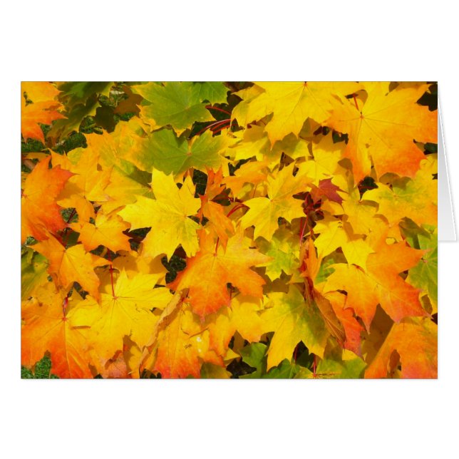 Feuilles d'automne colorées (Devant horizontal)