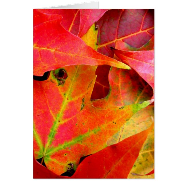 Feuilles d'automne colorées Gros plan (Devant)