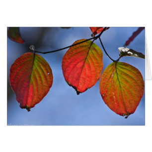 Feuilles d'automne colorées illuminées Trio