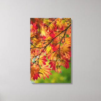 Feuilles d'automne colorées sur toile