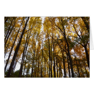 Feuilles d'automne dans le matin Maryland Nature