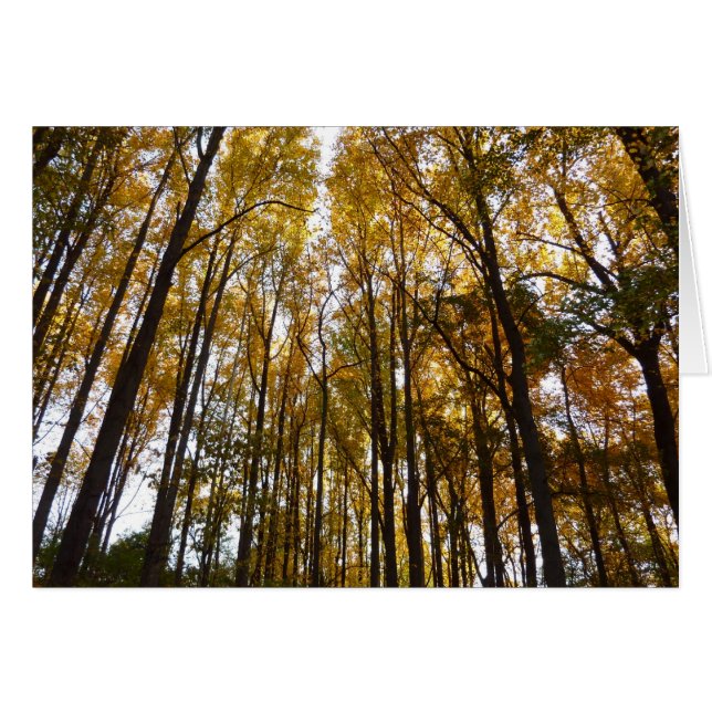 Feuilles d'automne dans le matin Maryland Nature (Devant horizontal)