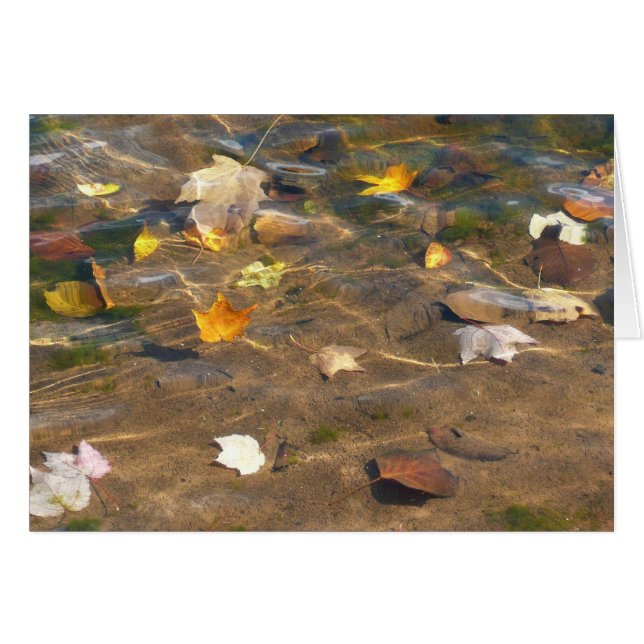 Feuilles d'automne dans l'étang de l'eau Photograp (Devant horizontal)