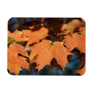Feuilles d'automne Magnet flexible
