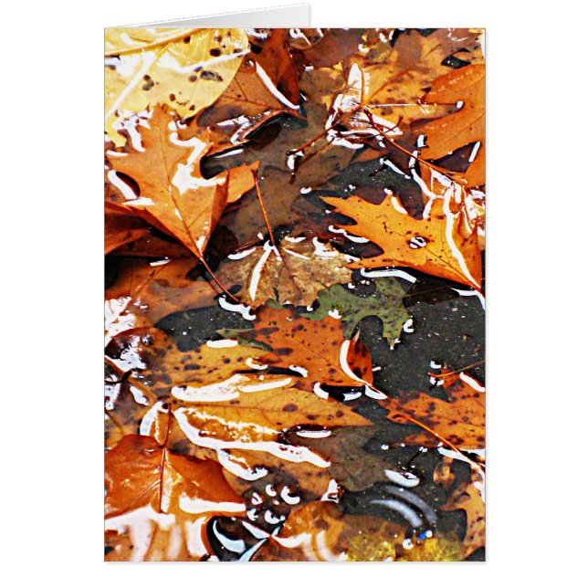 Feuilles d'automne pluvieuses (Devant)