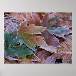 Feuilles d'automne Poster Papier (Matte)