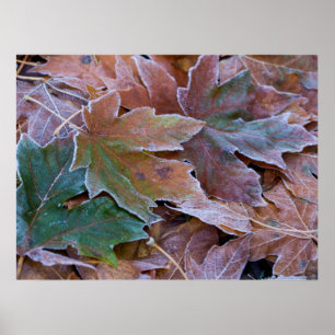 Feuilles d'automne Poster Papier (Matte)