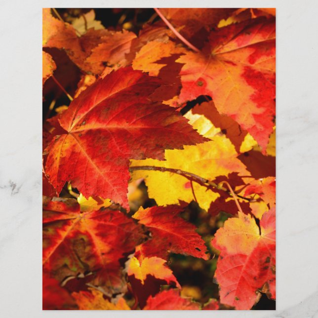 Feuilles d'automne rouges feuilles jaunes rouges (Devant)