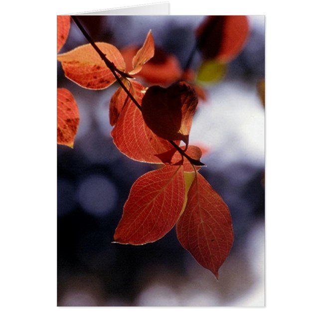 Feuilles d'automne, Yosemite (Devant)