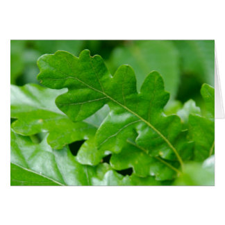 Feuilles de chêne au printemps