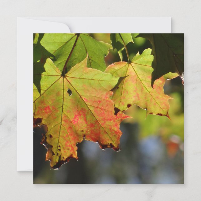 Feuilles de chute colorées (Devant)