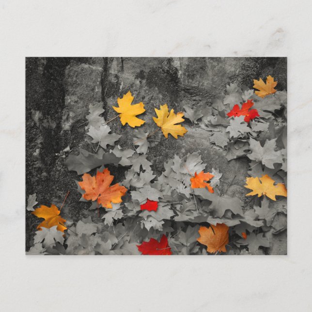 Feuilles de couleur dans une carte postale du mond (Devant)