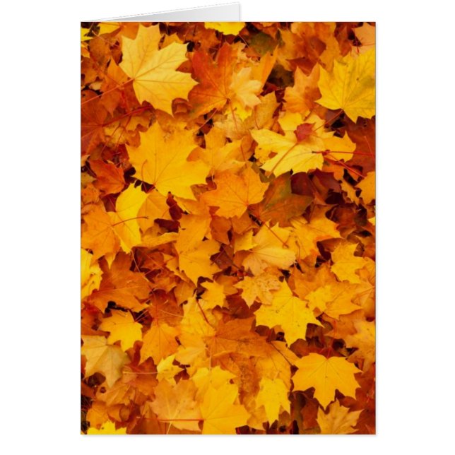 Feuilles de érable jaune d'automne (Devant)