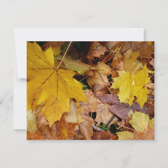 Feuilles de Érable Tombées Jaune Automne Nature (Devant)