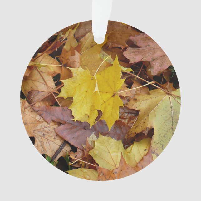 Feuilles de Érable Tombées Jaune Automne Nature (devant)