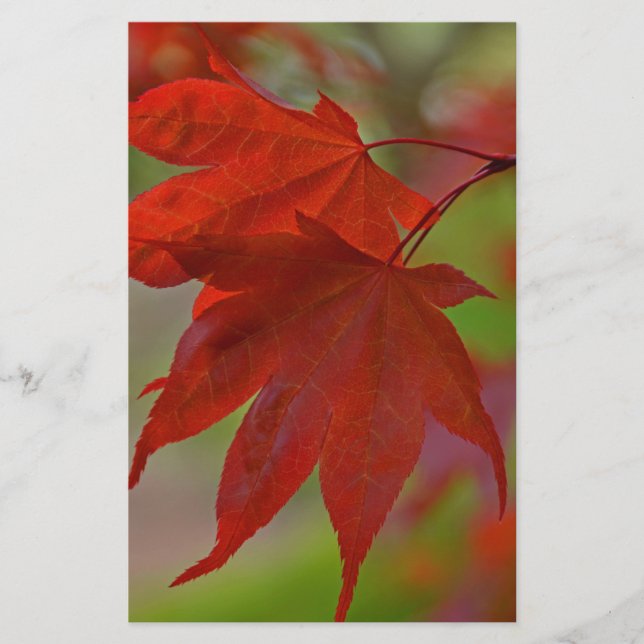 Feuilles de l'arbre rouge (Devant)