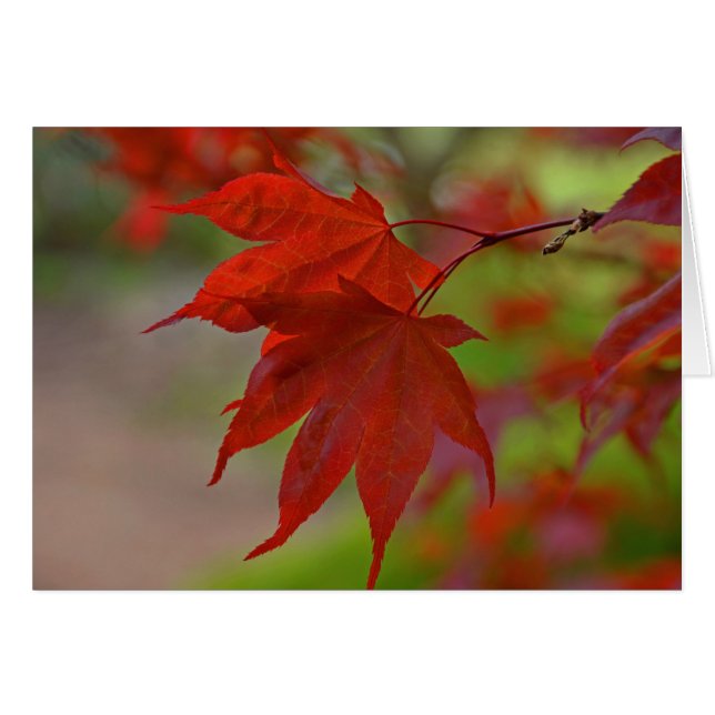 Feuilles de l'arbre rouge (Devant horizontal)