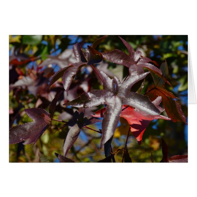 Feuilles de Liquidambar en automne (Devant Horizontal)