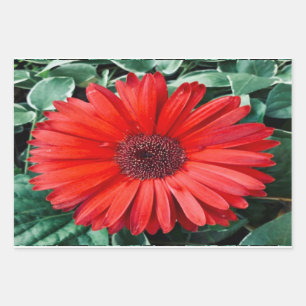 Feuilles de papier cadeau botanique Daisy Orange