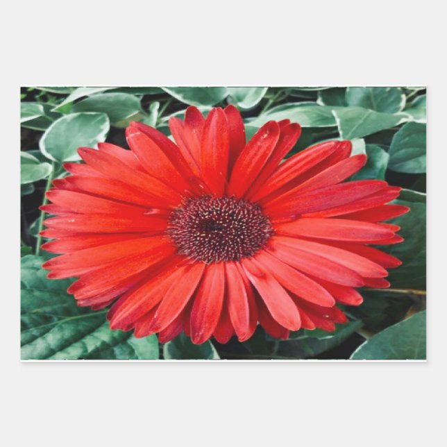 Feuilles de papier cadeau botanique Daisy Orange  (Devant)
