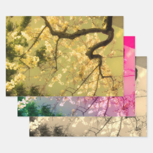 Feuilles de papier d'emballage : Collection floral