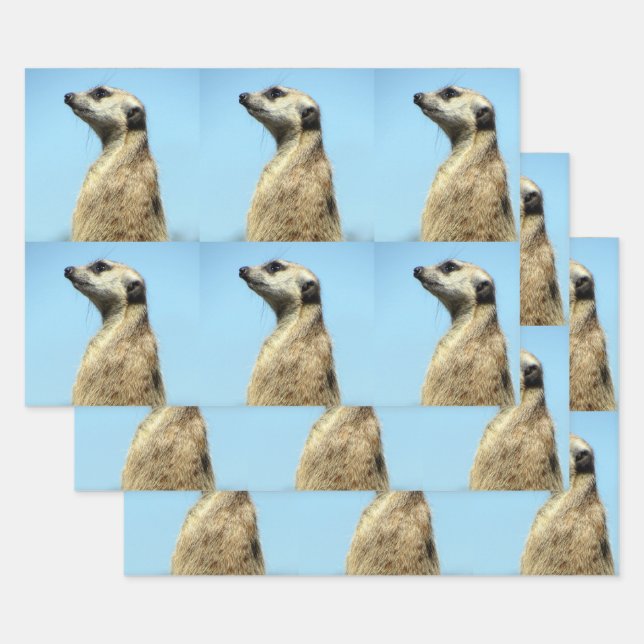 Feuilles de papier d'enveloppement de Meerkat (Lot)