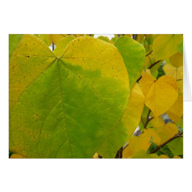 Feuilles de redbud jaunes et vertes (Devant horizontal)