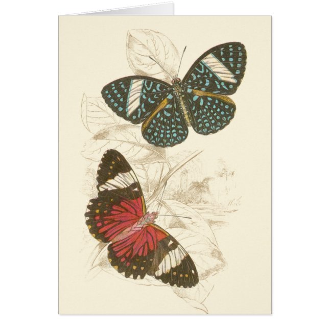 Feuilles de Sepia avec papillons colorés (Devant)