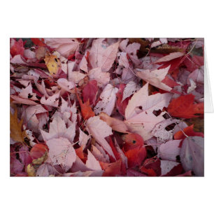 Feuilles de Walden Pond