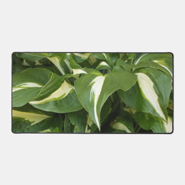 Feuilles d'hosta (Recto)