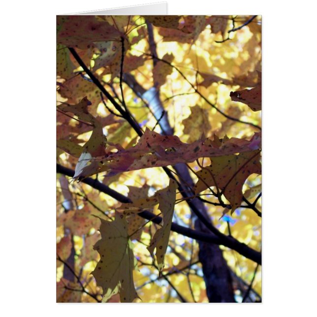 Feuilles d'or d'automne (Devant)