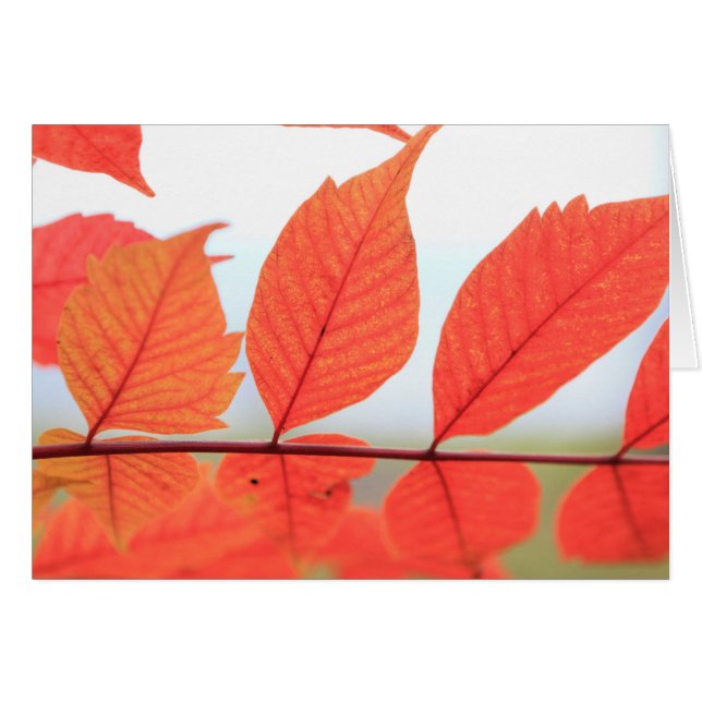 Feuilles oranges d'automne (Devant horizontal)
