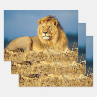 Feuilles papier d'enveloppement de Lion 2 en Afriq
