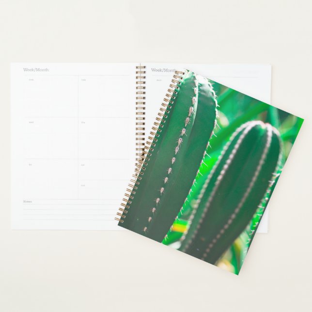 Feuilles plantes de cactus vert Juicy (Devant avec enveloppe)