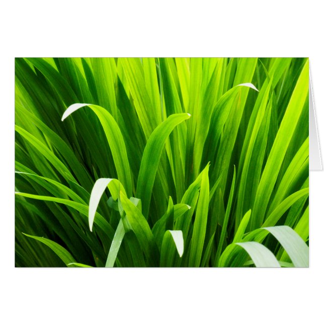 Feuilles rétroéclairés dans le jardin (Devant horizontal)