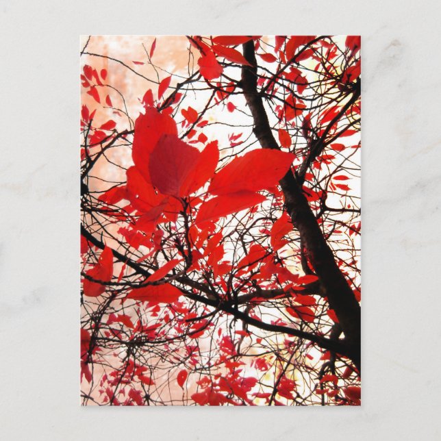 Feuilles rouges - Carte postale (Devant)