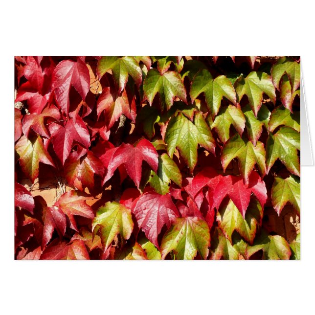 Feuilles rouges et verts (Devant horizontal)