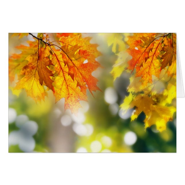 Feuilles sur les branches de la forêt d'automne (Devant horizontal)