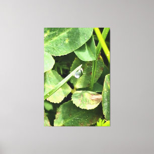 Feuilles Vertes Roumanie - Art Mural de Feuillage