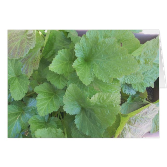 Feuilles verts (Devant horizontal)