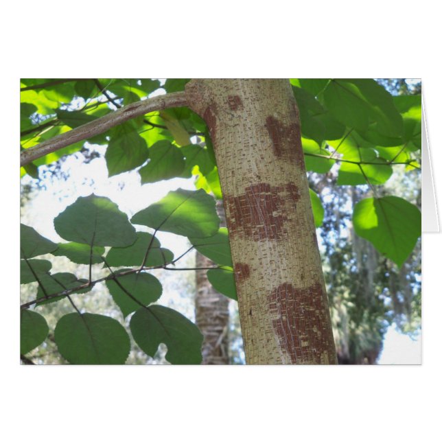 feuilles verts et tronc d'arbre avec écorce cool (Devant horizontal)